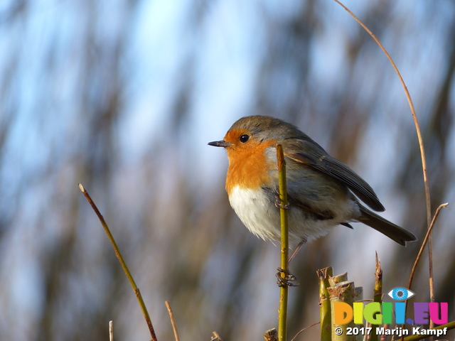 FZ035308 Robin on twig